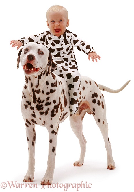 Baby Siena, 6 months old, riding a Dalmatian, white background