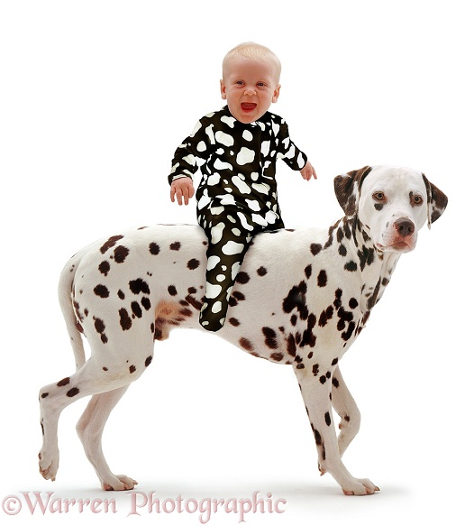 Baby Siena, 6 months old, riding a Dalmatian, white background