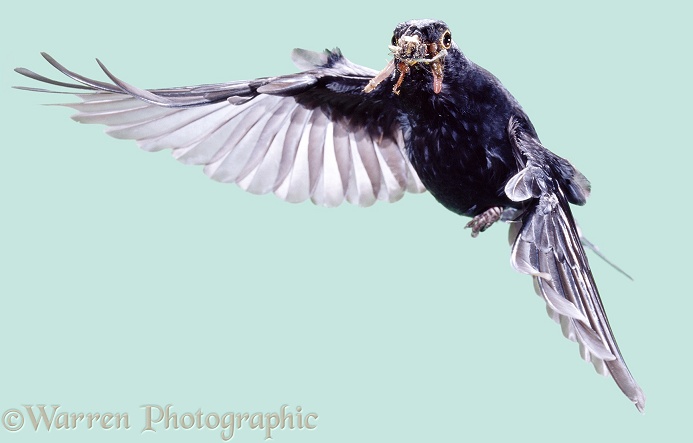 Blackbird (Turdus merula) male in flight, with a beak full of worms and insects for its chicks