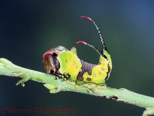 Puss Moth (Cerura vinula) caterpillar