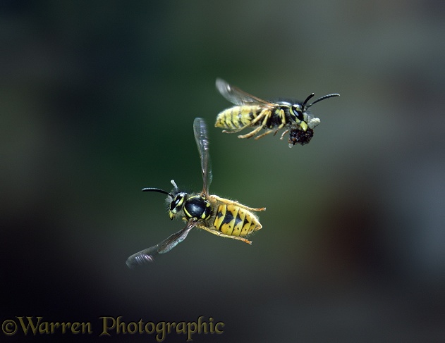 Common Wasp (Vespula vulgaris) worker banking to avoid another carrying debris from nest