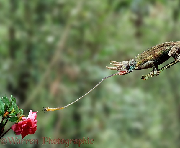 Jackson's Chameleon (Chamaeleo jacksonii) using its tongue to take a fly from a flower