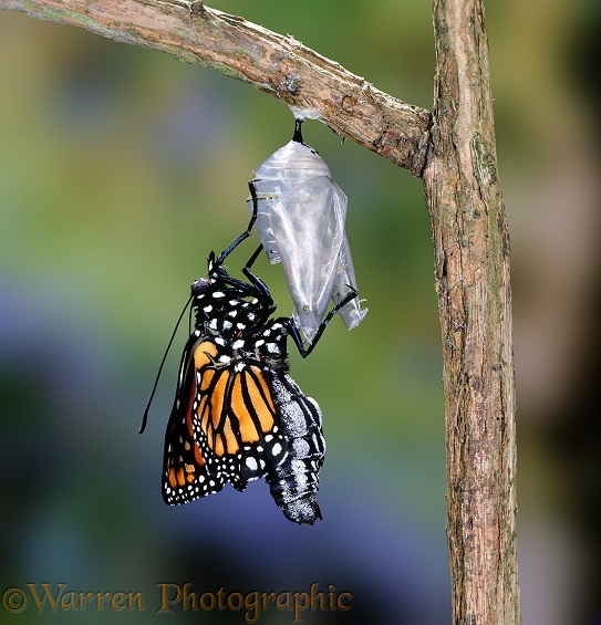 Monarch Butterfly (Danaus plexippus) hatching from its chrysalis