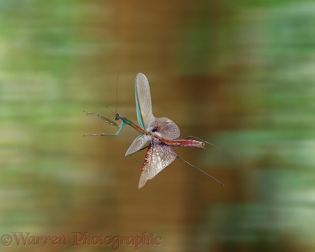 Japanese Mantis (Paratenodera ardifolia) adult in flight