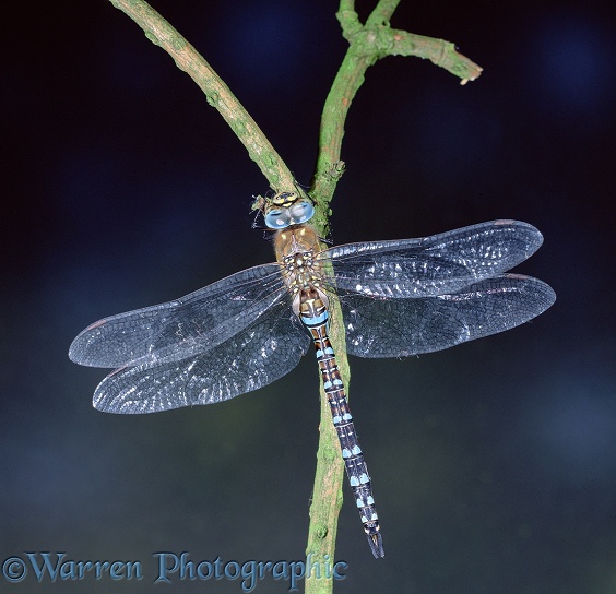 Common Hawker Dragonfly (Aeshna juncea) male