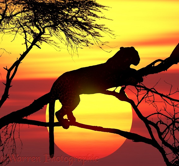 Leopard (Panthera pardus) up a tree at sunset.  Africa