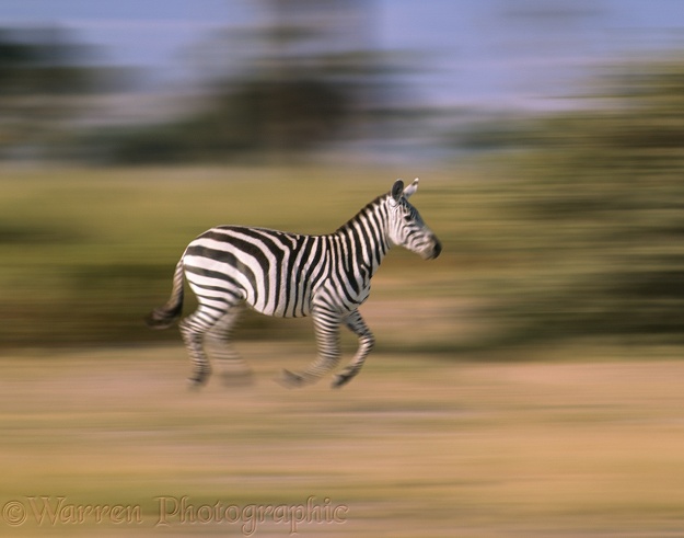 Common Zebra (Equus burchelli) cantering.  Africa