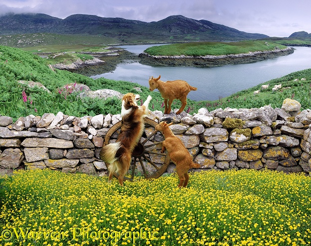 A couple of goat kids playing with a Border Collie dog by stone wall