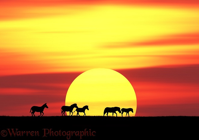 Common Zebras (Equus burchelli) at sunset.  Africa