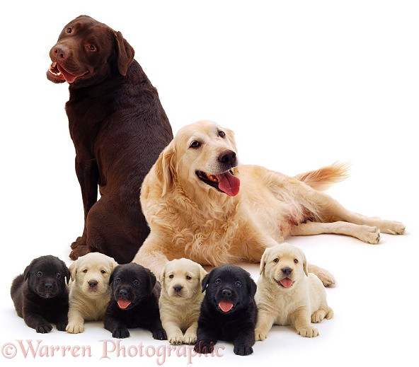 Chocolate Labrador dog, Einstein, with Golden Retriever bitch, Bonnie, and their 6 pups, white background