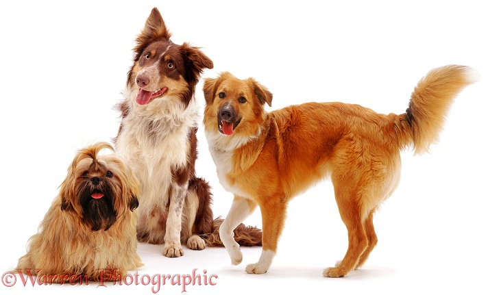 Shih-tzu bitch and Border Collie dog, Chester, with Collie x Shih-tzu bitch, Bliss, white background