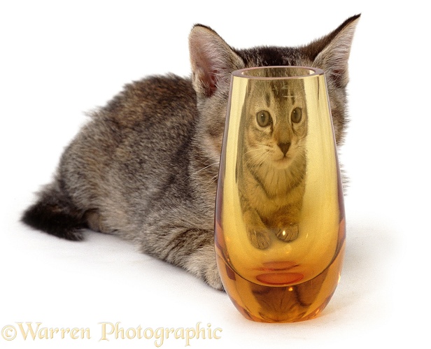 Kitten & orange glass, white background