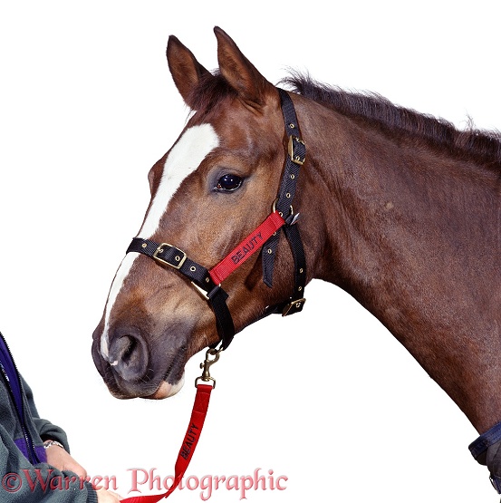 Chestnut pony Beauty with harness, white background