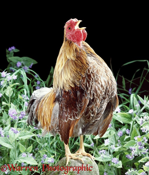 Blue Laced Wyandotte bantam cock, crowing