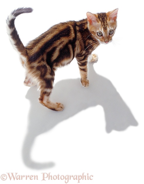 Kitten with shadow, white background