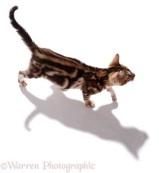 Kitten with shadow, white background