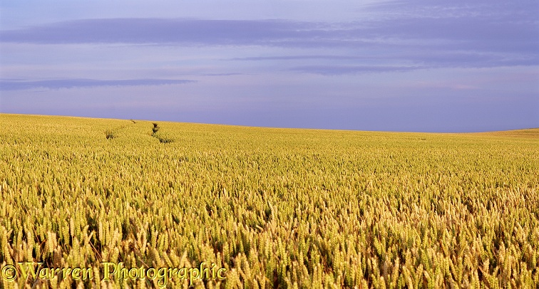 Wheat field panorama.  Dorset, England