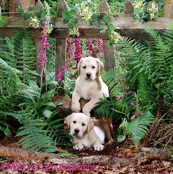 Two Yellow Labrador Retriever puppies, 7 weeks old, looking through a gap in the fence