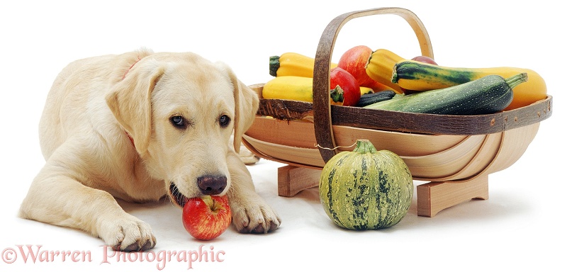 Labrador x Golden Retriever pup Remus eating an apple stolen from the trug basket, white background