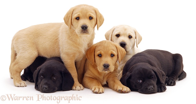 Three Yellow and two Black Labrador pups, 6 weeks old, white background