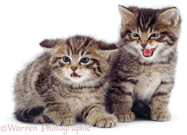 Two hybrid Scottish Wildcat kittens, 4 weeks old, (Hamish x Monalot), white background