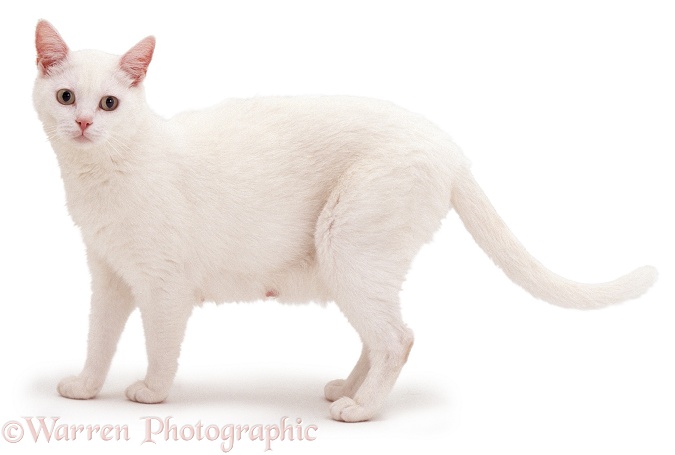 White cat, white background