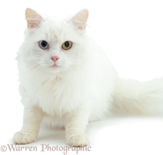 Odd-eyed white cat, white background