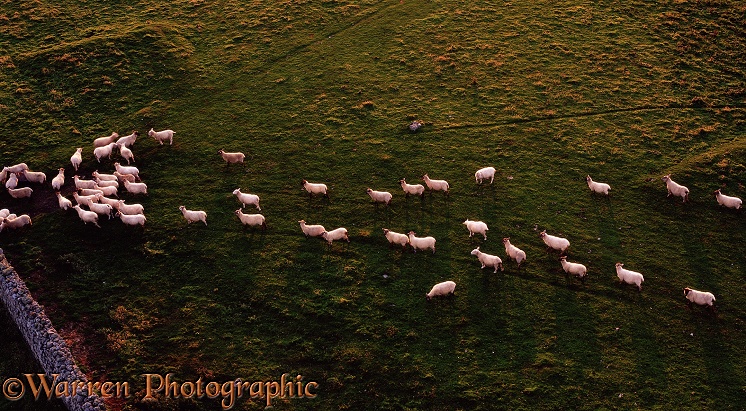 Sheep following each other like sheep.  Lundy Island, England