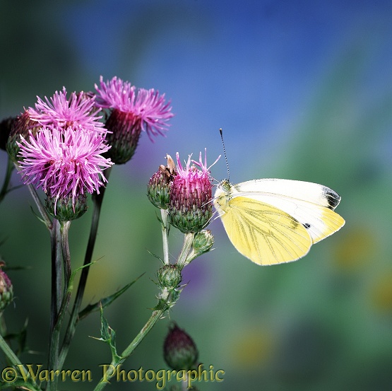 Green-veined White Butterfly (Pieris napi) on a thistle flower