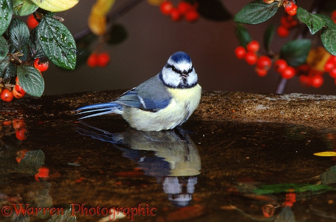 Blue Tit (Parus caeruleus) bathing.  Europe