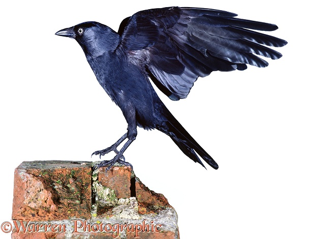 Jackdaw (Corvus monedula), white background