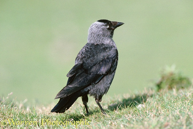 Jackdaw (Corvus monedula).  Europe