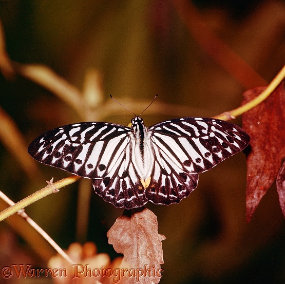 Newly-emerged Tiger Butterfly.  Malaysia
