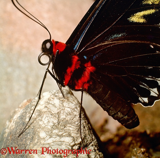 Rajah Brooke's Birdwing Butterfly (Trogonoptera brookiana) showing coiled tongue.  Malaysia