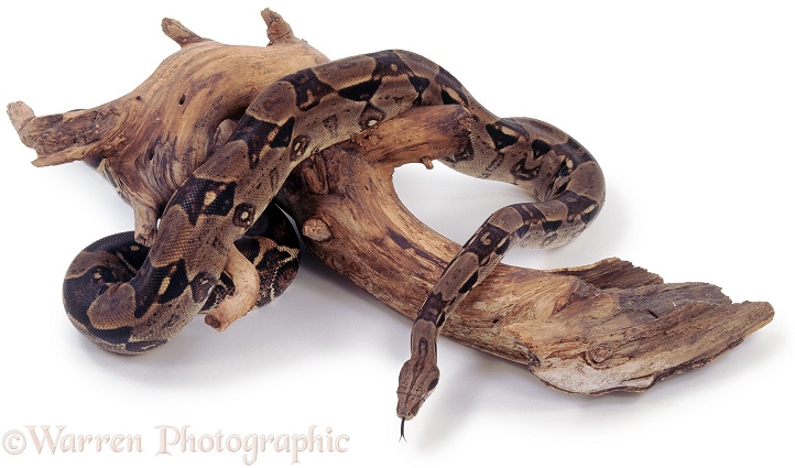 Red-tailed Boa (Boa constrictor) on twisted branch.  South America, white background