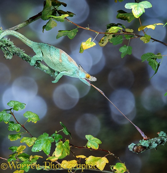 Parson's Chameleon (Chamaeleo parsoni) taking a cricket.  Madagascar