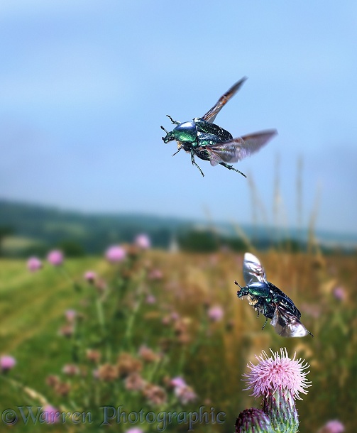 Rose Chafers (Cetonia aurata) in flight showing how wings can be extended while elytra remain closed