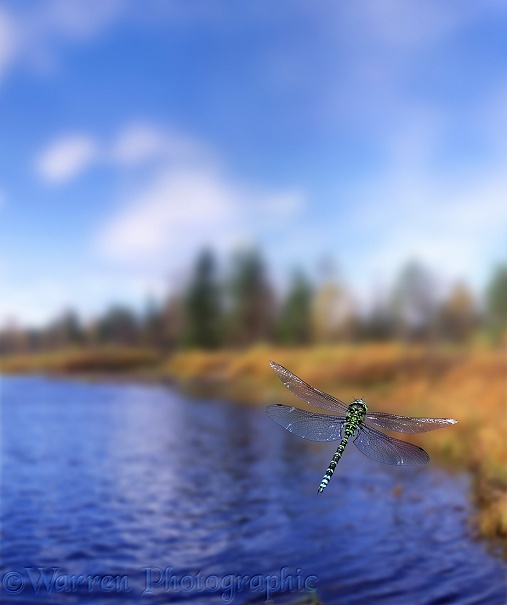 Southern Aeshna Dragonfly (Aeshna cyanea) male in flight