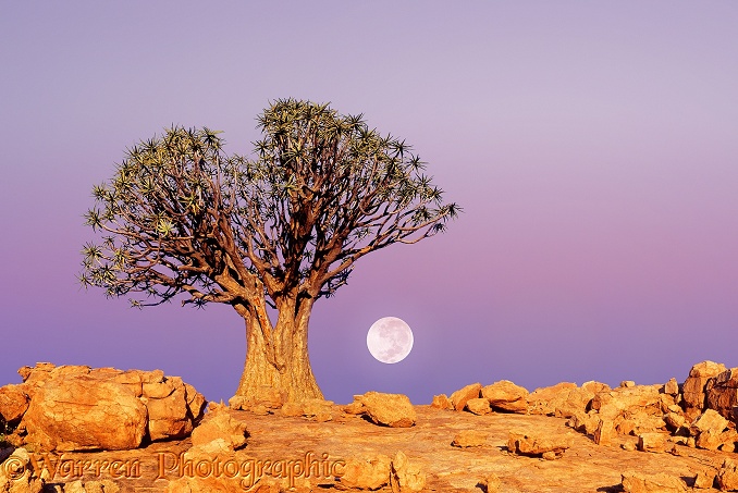 Quiver Tree (Aloe dichotoma) at sunrise.  Southern Africa
