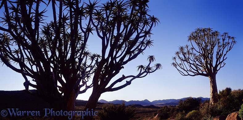 Quiver Trees (Aloe dichotoma).  Southern Africa