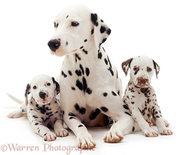 Dalmatian mother and two pups, white background