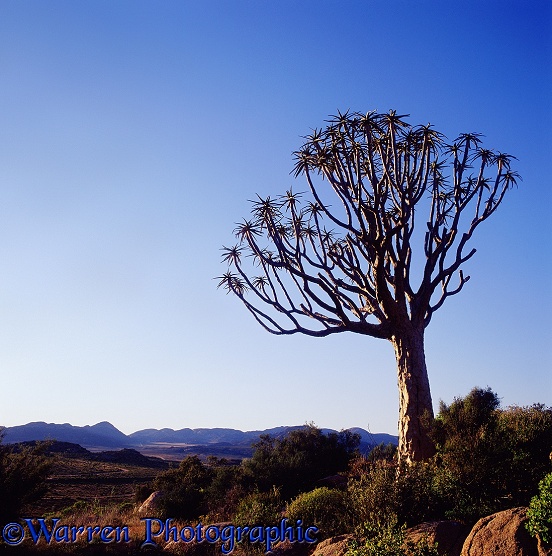 Quiver Tree (Aloe dichotoma).  Southern Africa