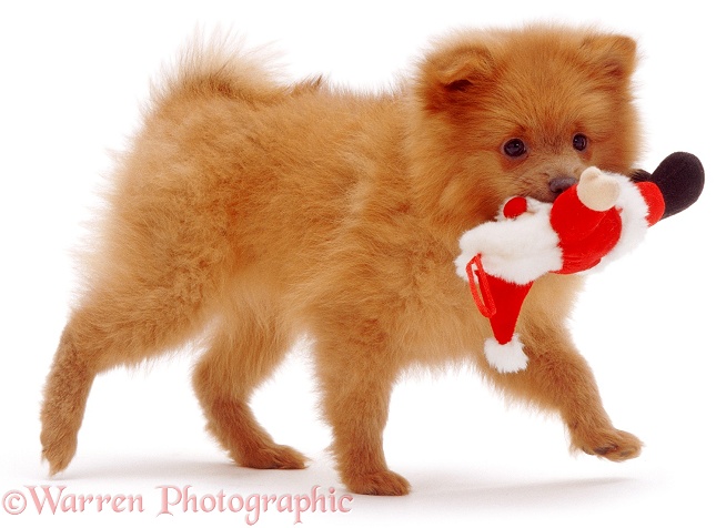 Pomeranian puppy, Penny, 10 weeks old, white background