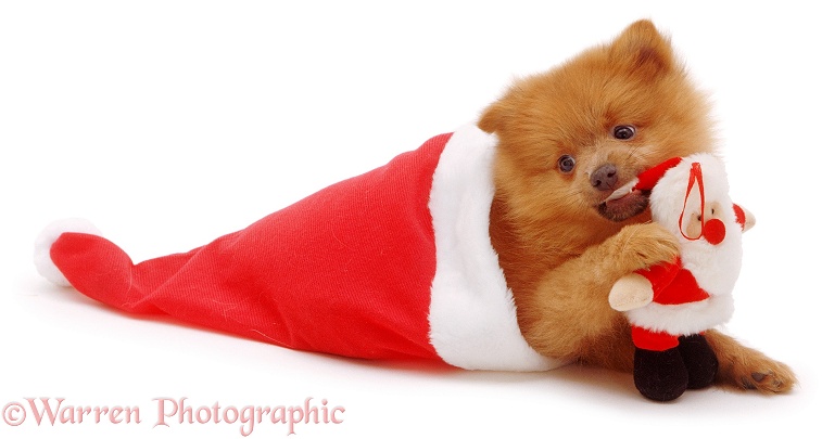 Pomeranian puppy, Penny, 10 weeks old, white background