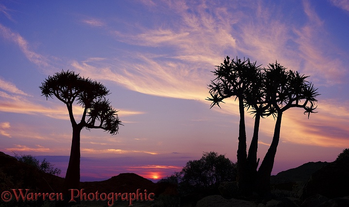 Quiver Trees (Aloe dichotoma) at sunset.  Southern Africa