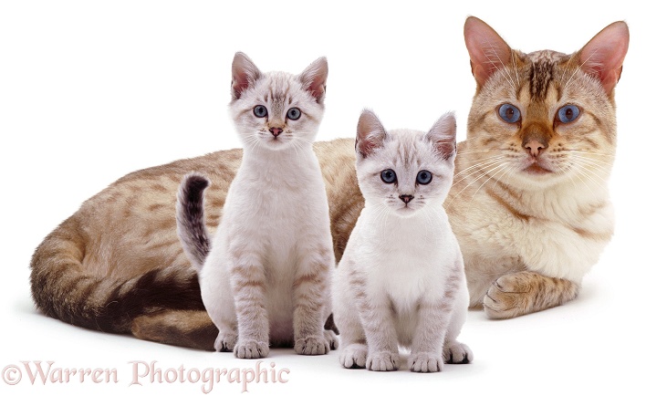Blue-eyed Sepia-spotted Bengal male cat Lynx, lounging with two kittens, white background