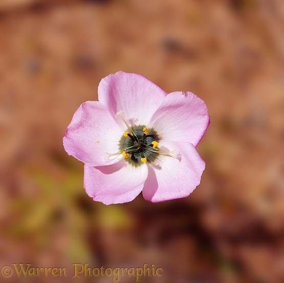 Sundew (Drosera cistifola) flower [Afrikaans: Snotrosie].  South Africa