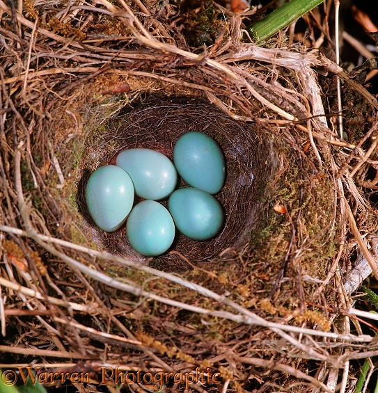 Hedge Sparrow or Dunnock (Prunella modularis) nest with eggs