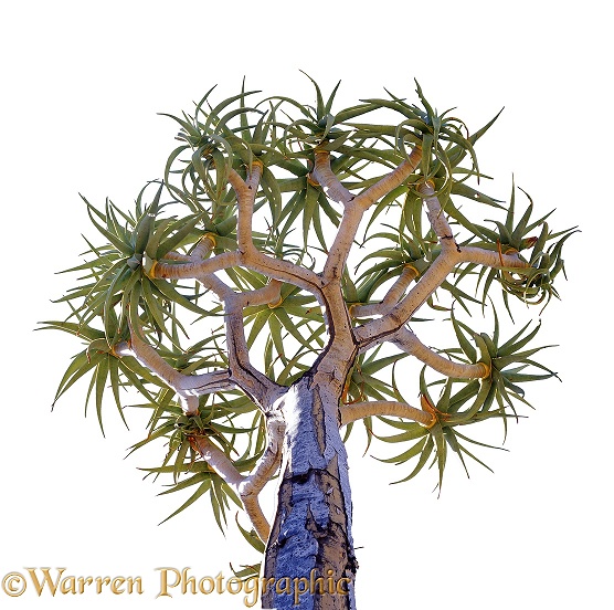 Quiver Tree (Aloe dichotoma).  Southern Africa, white background