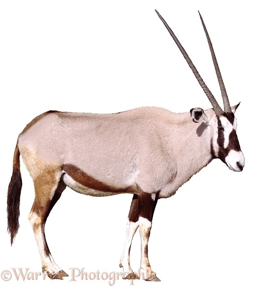 Oryx (Oryx gazella).  Southern Africa, white background